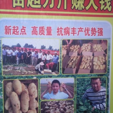 优质脱毒土豆种子原种，抗病强产量高，提供种植技术。