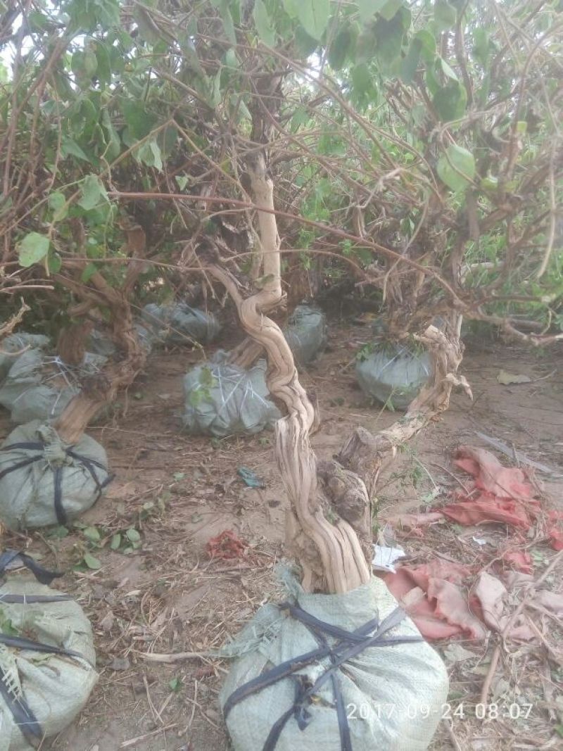 树型金银花树干高，有土球