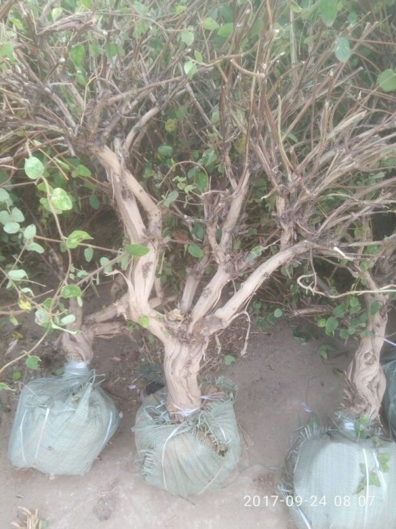树型金银花树干高，有土球