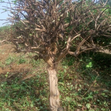 树型金银花树干高，有土球