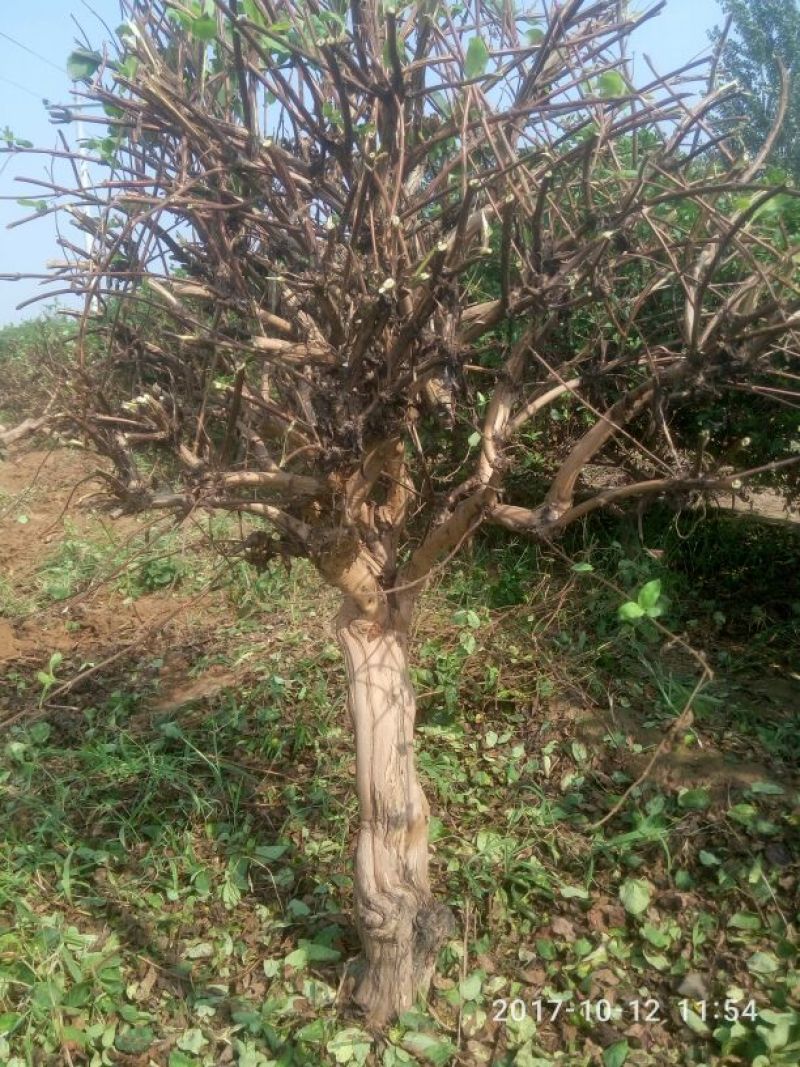 树型金银花树干高，有土球