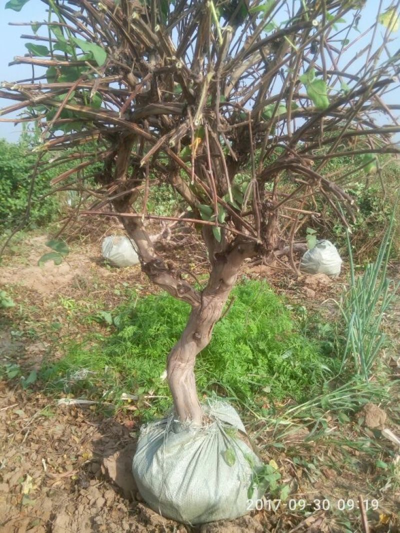 树型金银花树干高，有土球