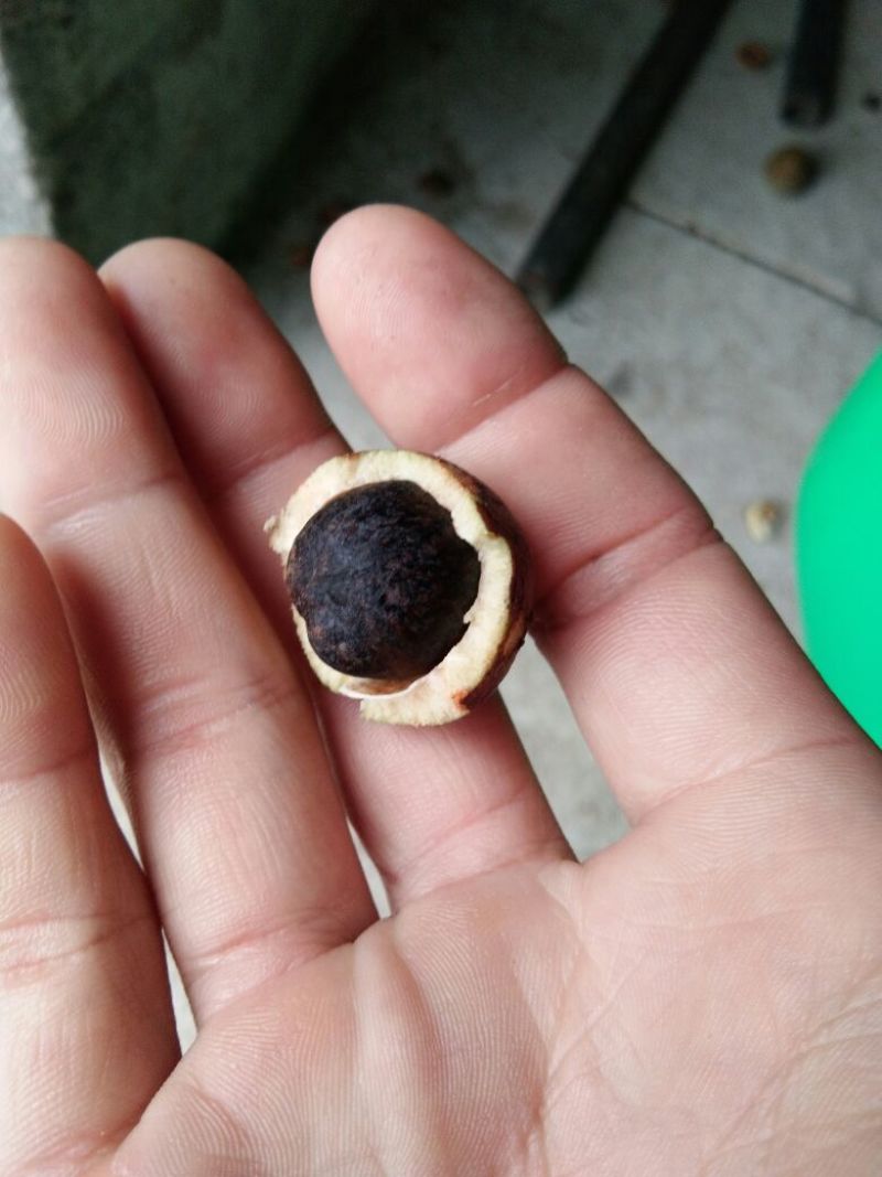 大量供应山茶油果，油茶籽