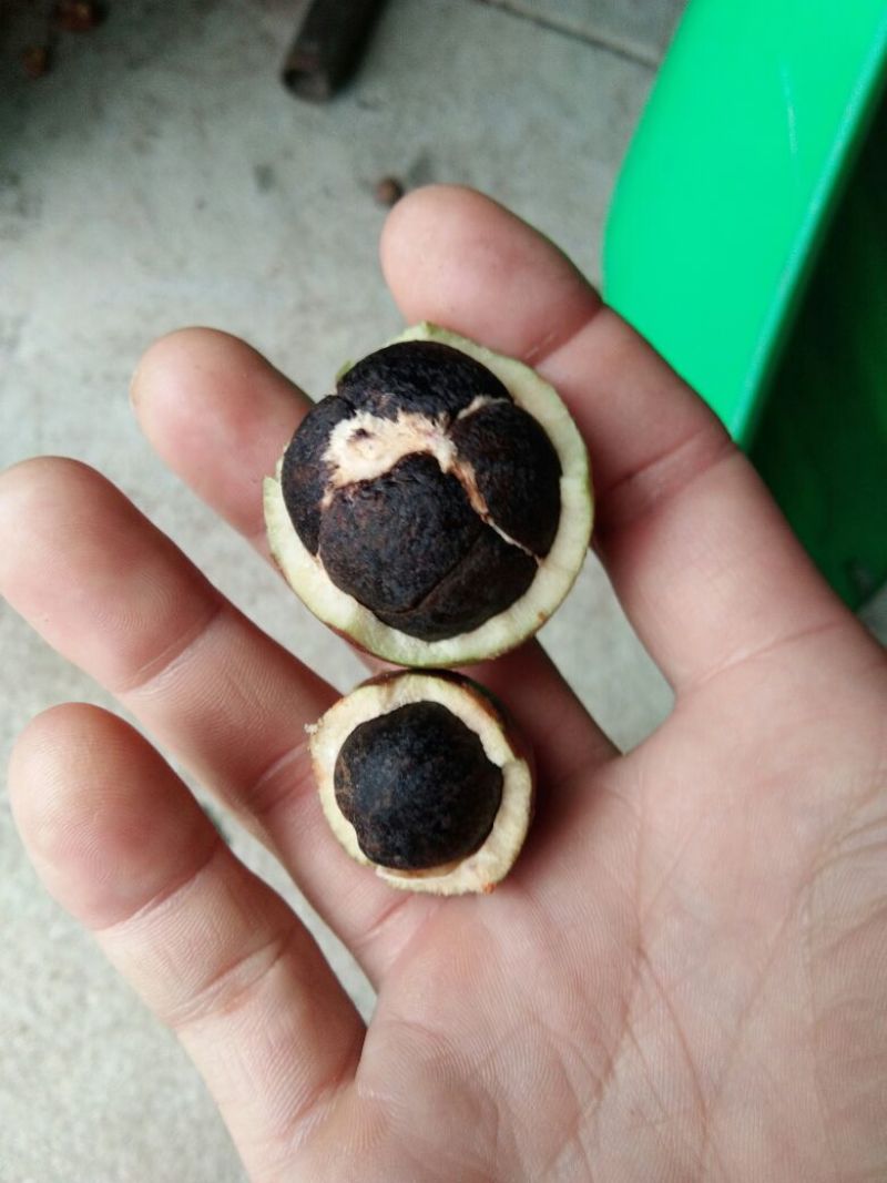 大量供应山茶油果，油茶籽