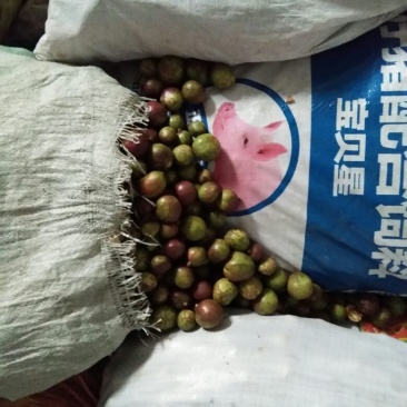 大量供应山茶油果，油茶籽