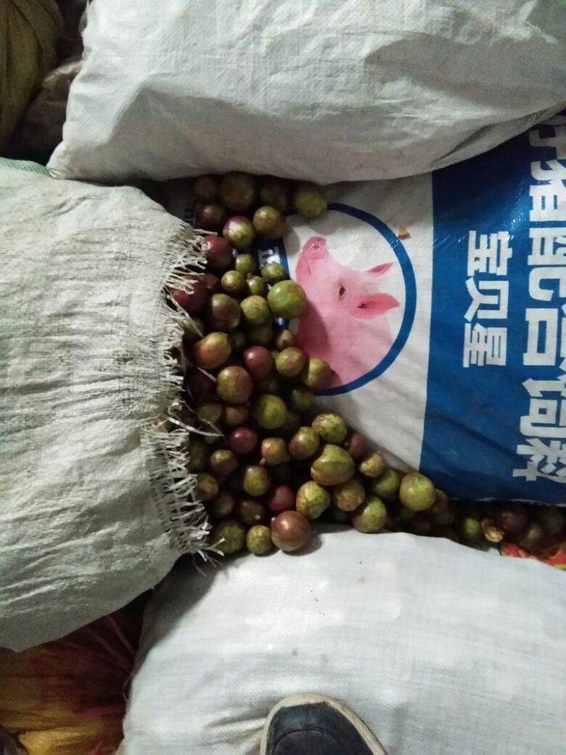 大量供应山茶油果，油茶籽