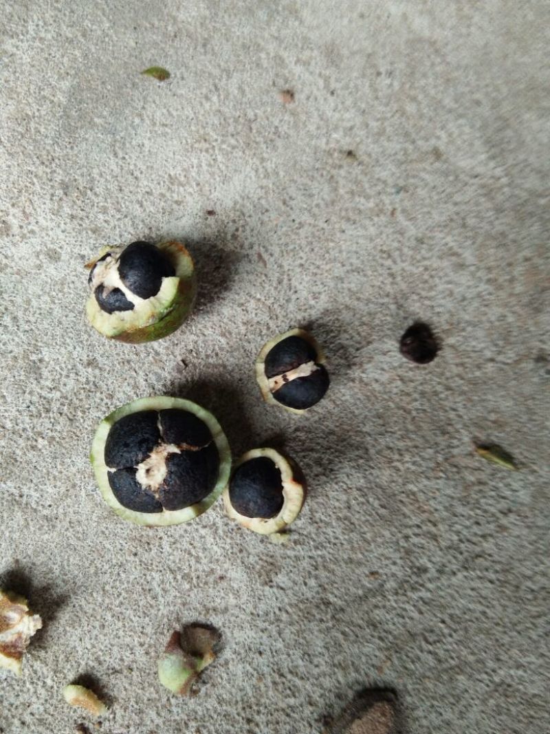 大量供应山茶油果，油茶籽
