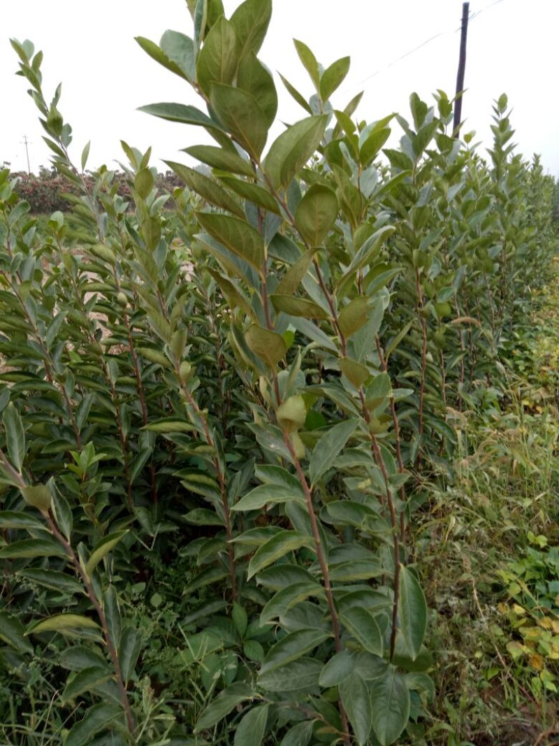 阳丰甜柿子树苗80~100cm