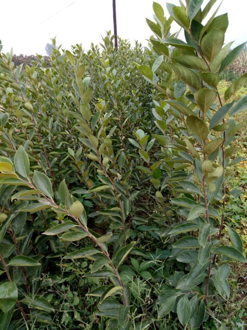 阳丰甜柿子树苗80~100cm