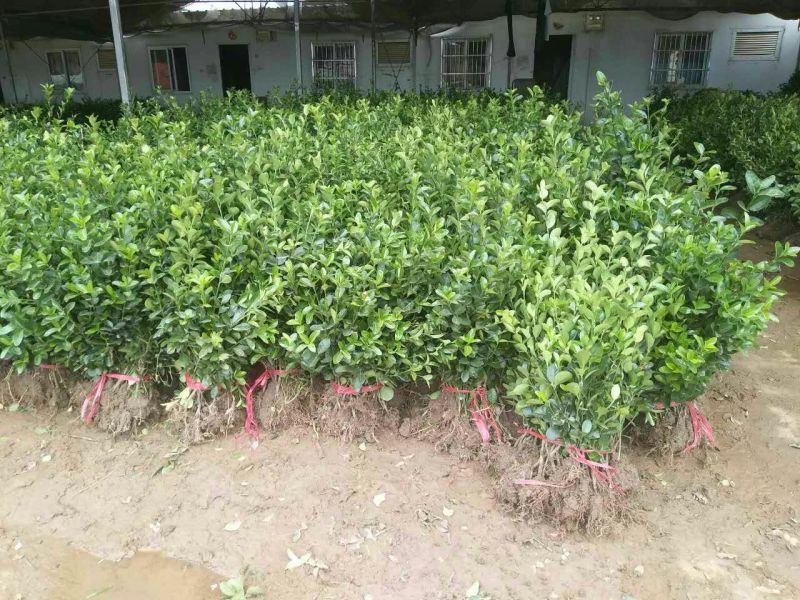 冬青条单株大叶黄杨苗冬青球基地大量低价供应