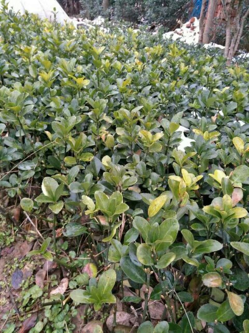 冬青条单株大叶黄杨苗冬青球基地大量低价供应