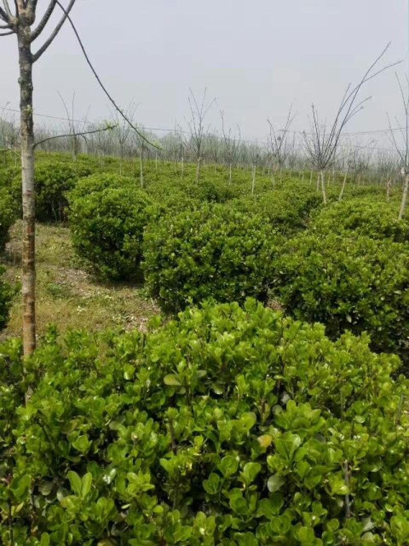 冬青条单株大叶黄杨苗冬青球基地大量低价供应