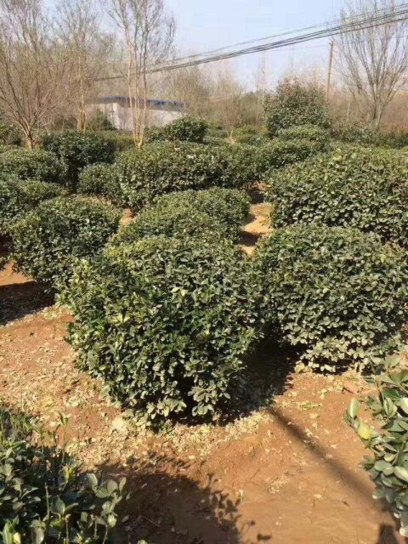 冬青条单株大叶黄杨苗冬青球基地大量低价供应