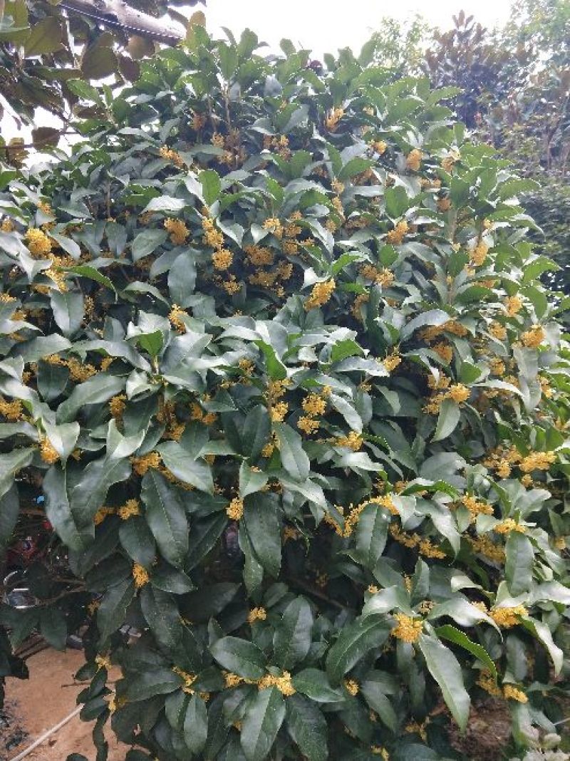 精品桂花，庭院种植景观绿化耐寒高端大气