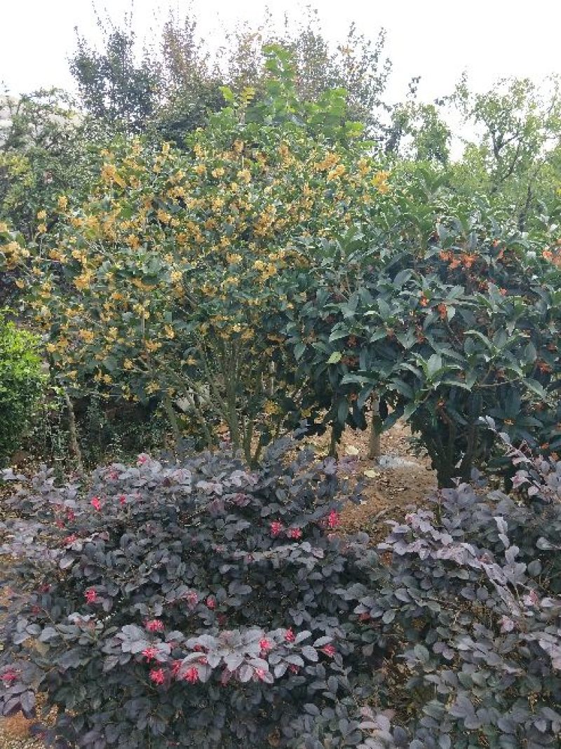 精品桂花，庭院种植景观绿化耐寒高端大气