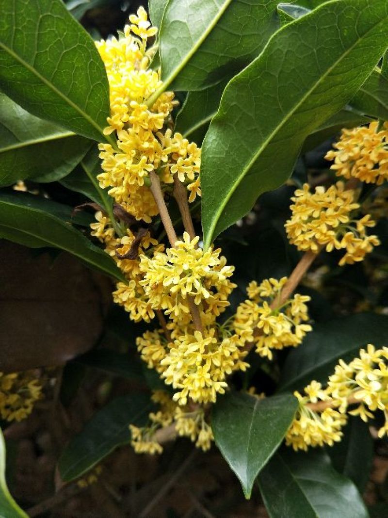 精品桂花，庭院种植景观绿化耐寒高端大气