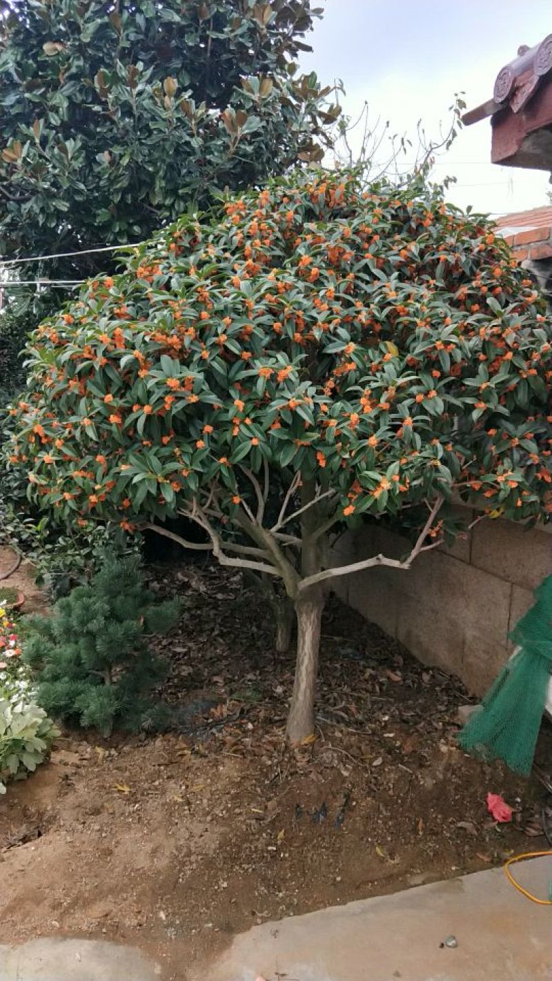 精品桂花，庭院种植景观绿化耐寒高端大气