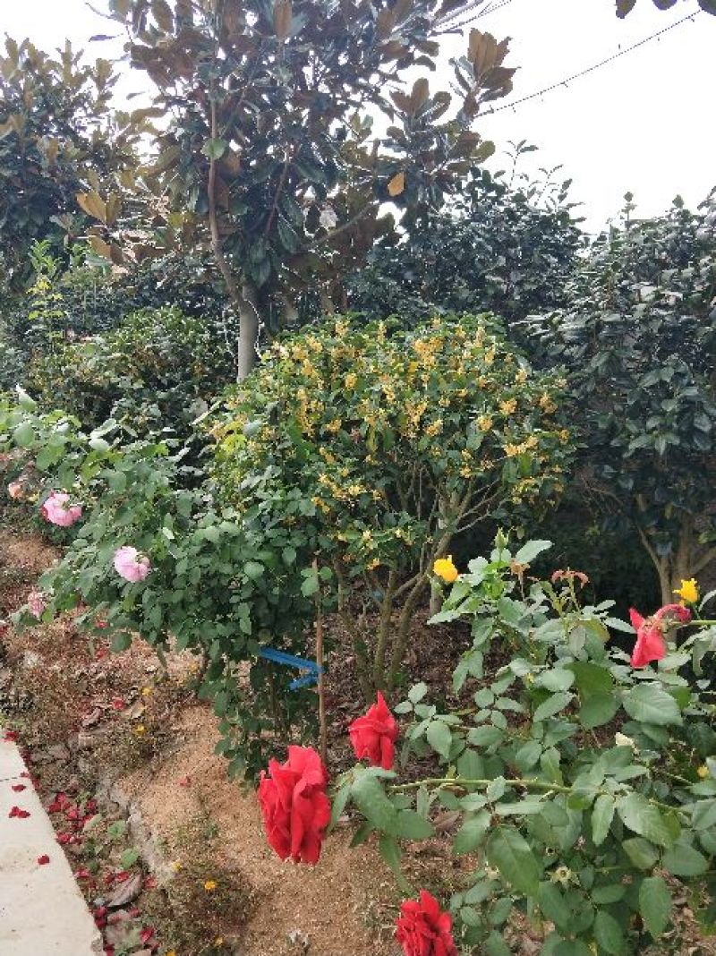 精品桂花，庭院种植景观绿化耐寒高端大气