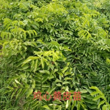 基地直供，提供技术，黄皮果苗50~80cmcm