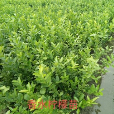 香水柠檬树苗50~80cm上市中产地直销，量大价优，