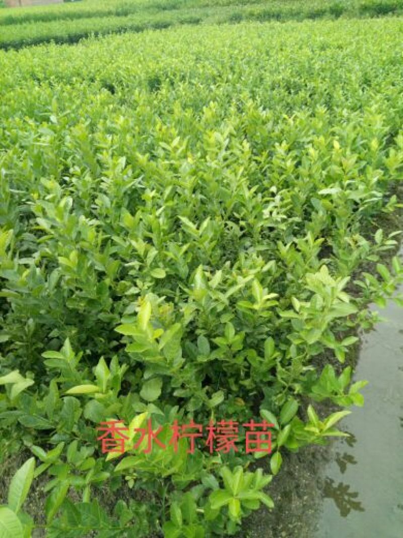 香水柠檬树苗50~80cm上市中产地直销，量大价优，