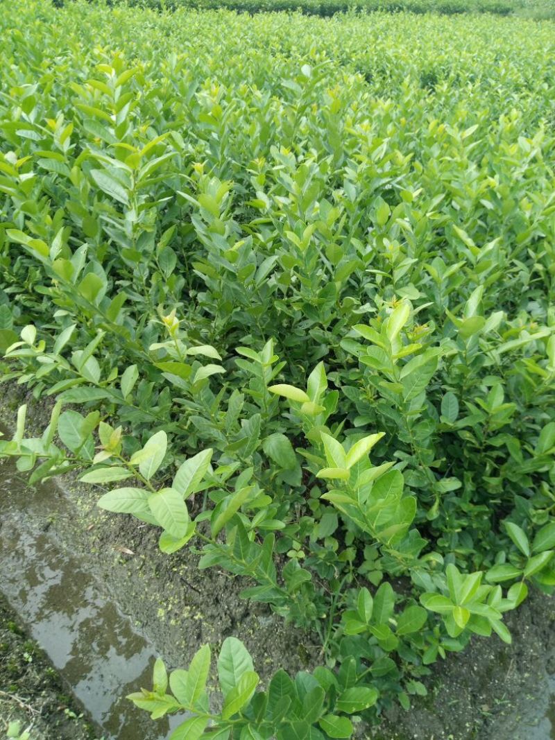 香水柠檬树苗50~80cm上市中产地直销，量大价优，