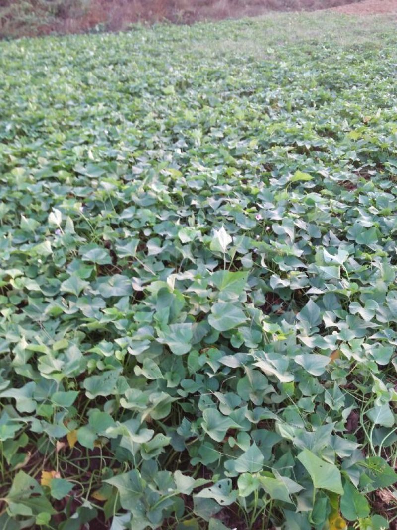 野地瓜4~5cm