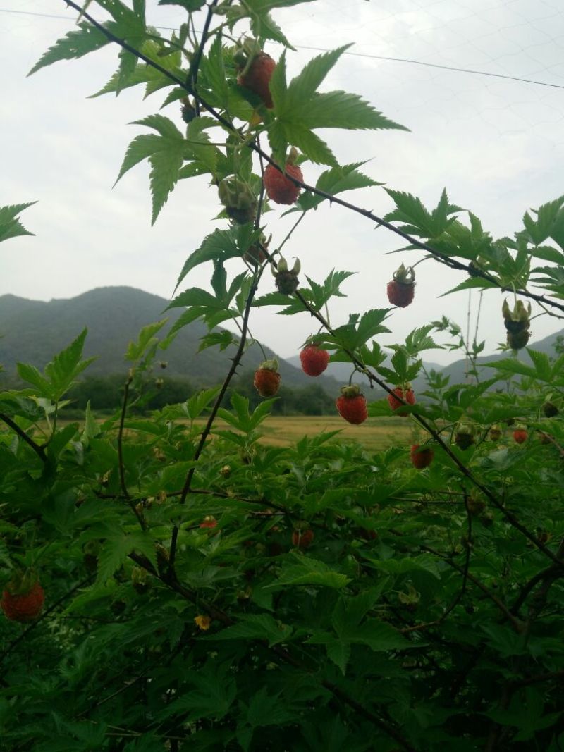 覆盆子苗七叶，五叶，覆盆子苗