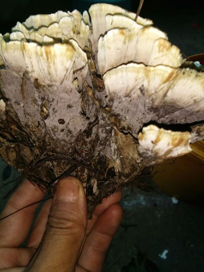 干巴菌一级