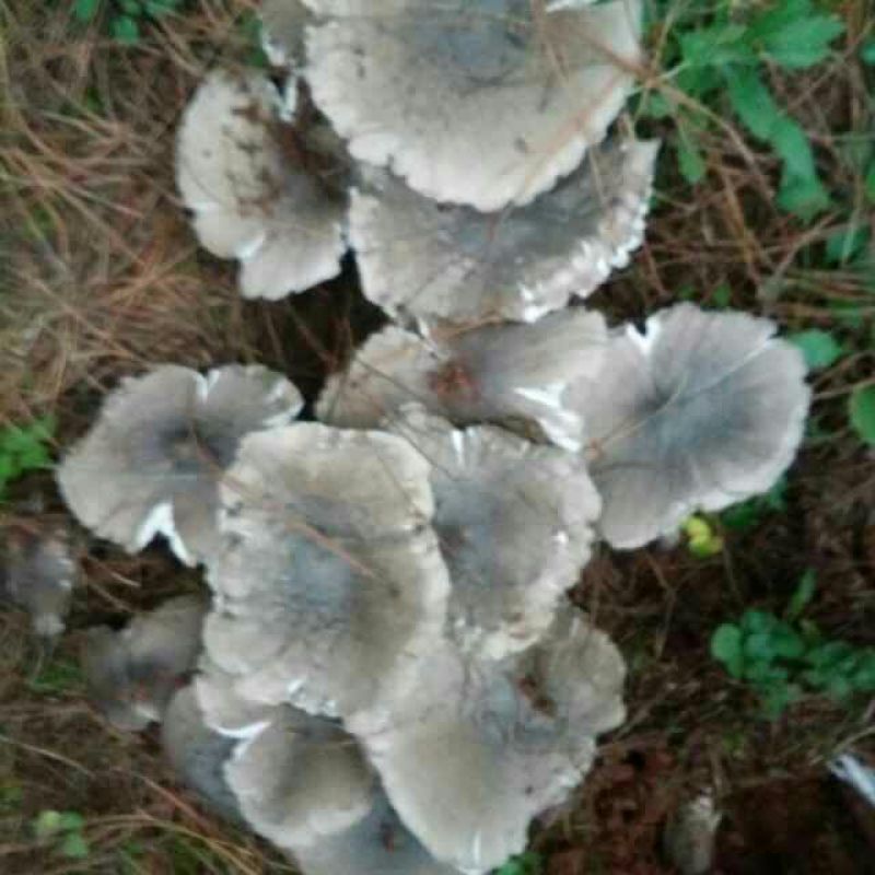 干巴菌一级