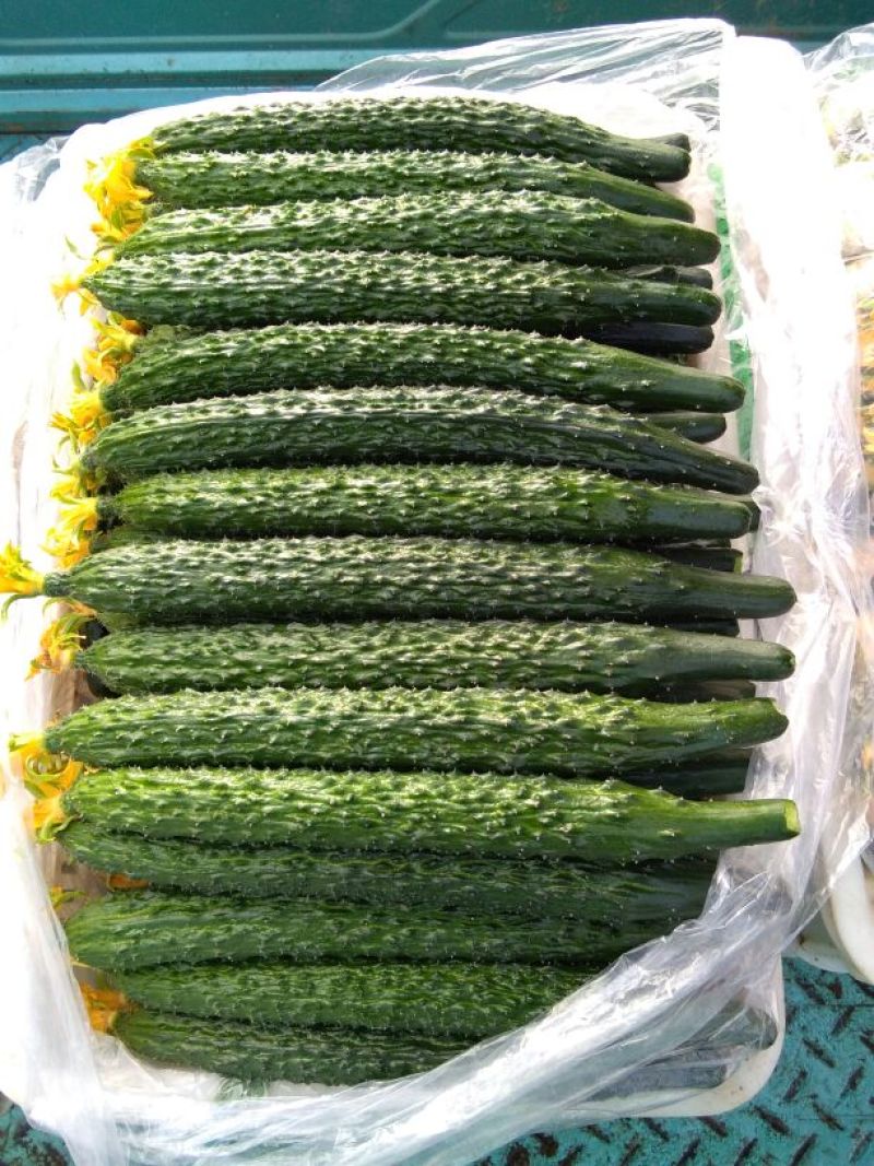 密刺黄瓜25公分以上鲜花带刺