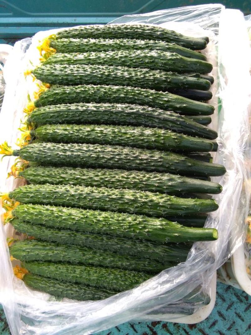 密刺黄瓜25公分以上鲜花带刺