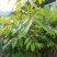龙眼树苗50~80cm