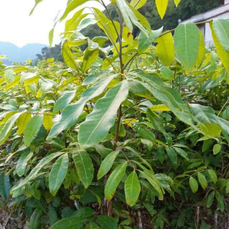 龙眼树苗50~80cm