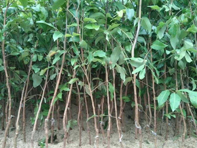 龙眼树苗50~80cm