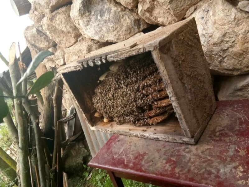 陕南土蜂蜜秦岭土蜂蜜野生土蜂蜜宁陕土蜂蜜1斤