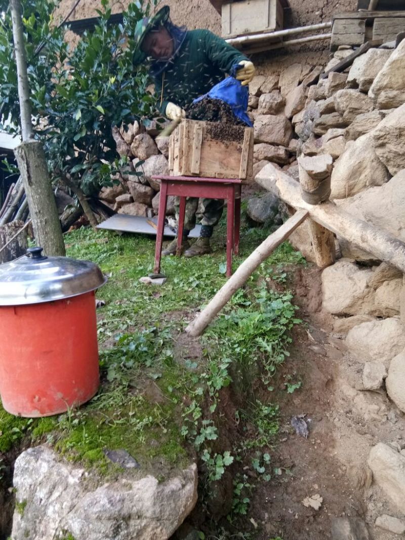 陕南土蜂蜜秦岭土蜂蜜野生土蜂蜜宁陕土蜂蜜1斤