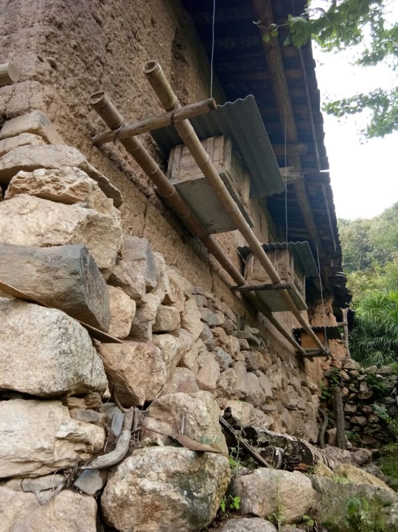陕南土蜂蜜秦岭土蜂蜜野生土蜂蜜宁陕土蜂蜜1斤