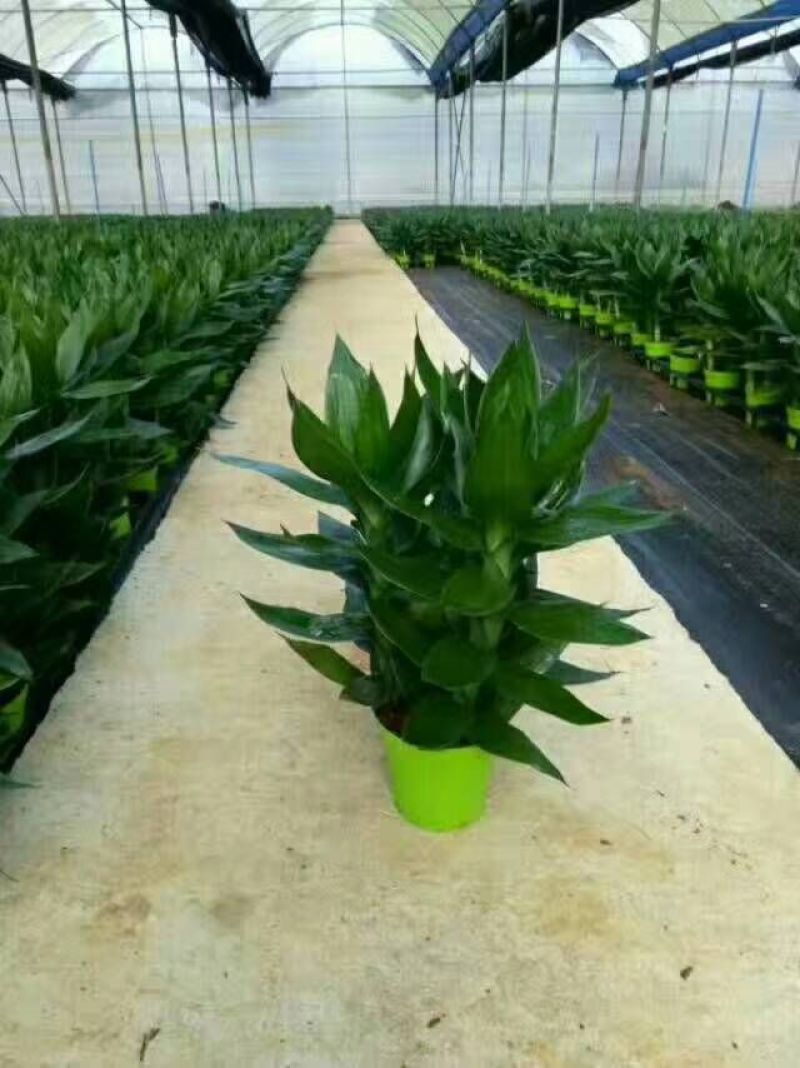 发财树，包邮，绿植小盆栽是室内摆放之优品有去甲醇之功效