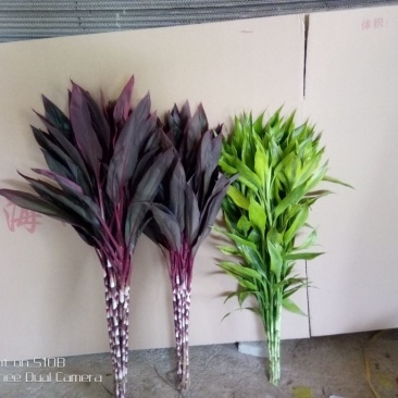 富贵竹10cm以上