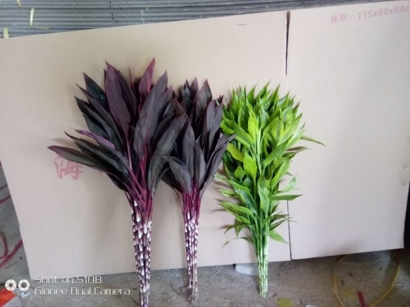 富贵竹10cm以上