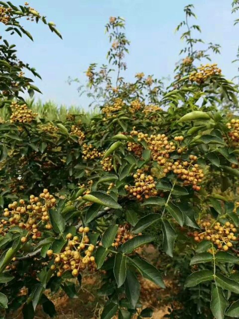 花椒苗大红袍，狮子头花椒苗