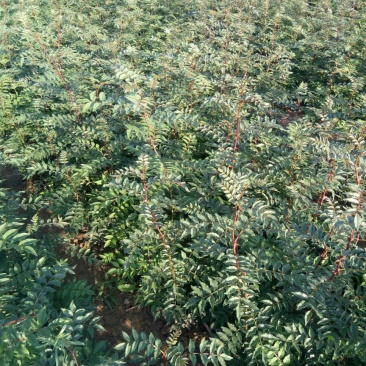 花椒苗大红袍，狮子头花椒苗