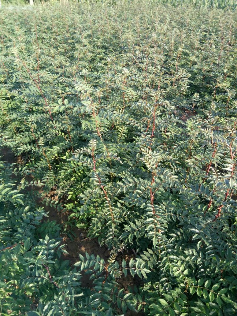 花椒苗大红袍，狮子头花椒苗