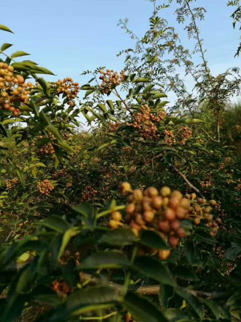 花椒苗大红袍，狮子头花椒苗