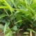 砂仁苗