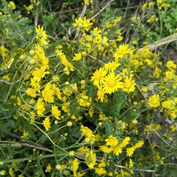 野菊花颗粒