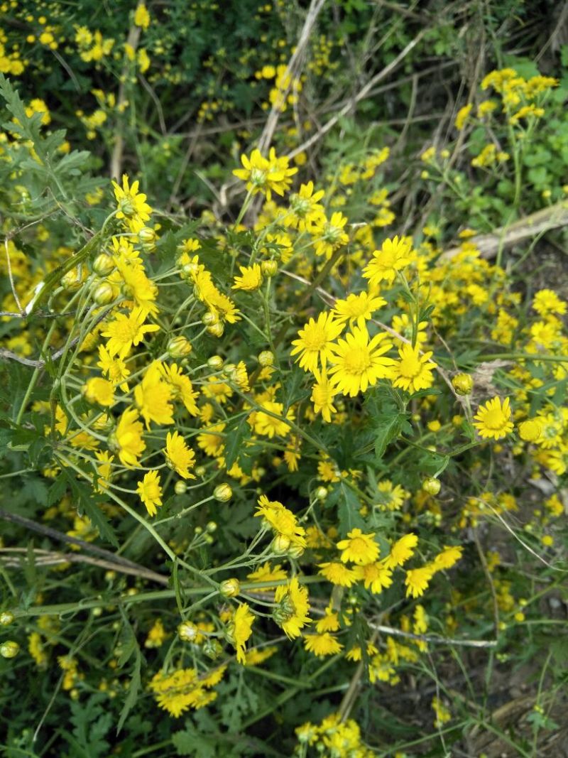 野菊花颗粒