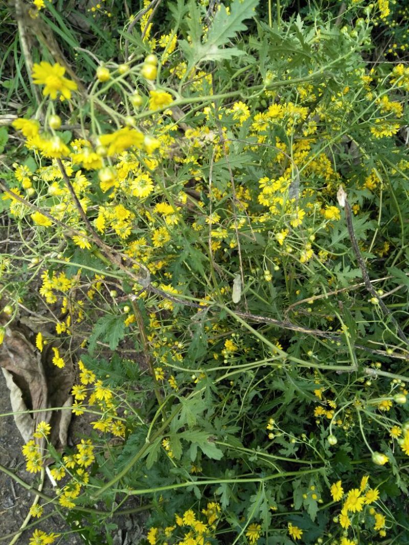 野菊花颗粒