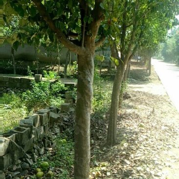 木瓜树10~20cm